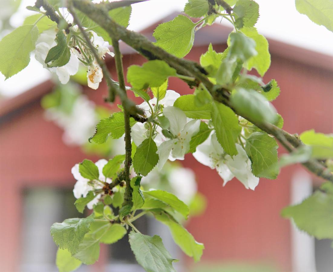 Villa Maria Garden Cottages, Helsingborg Extérieur photo